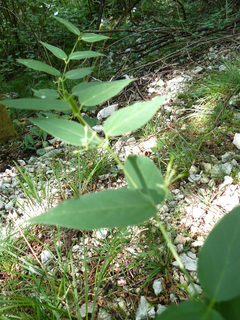 caprifoliaceae forse